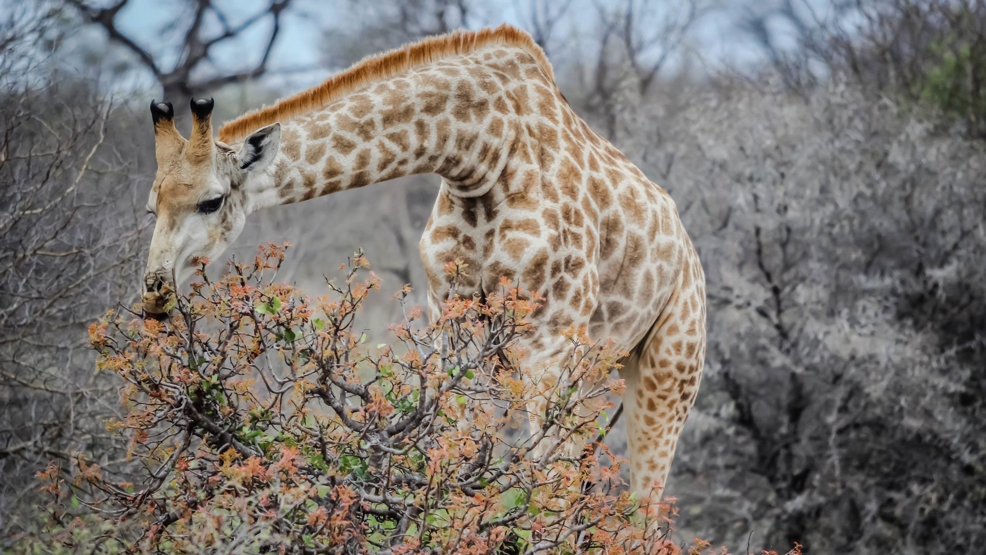 How To Start Your Own Pet Photography Enterprise 1