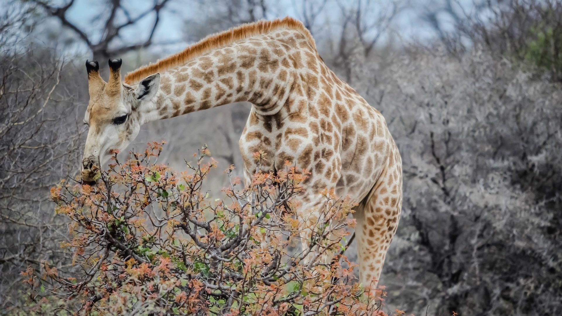 Setting up Your Pet Photography Business 1 Setting up Your Pet Photography Business 1