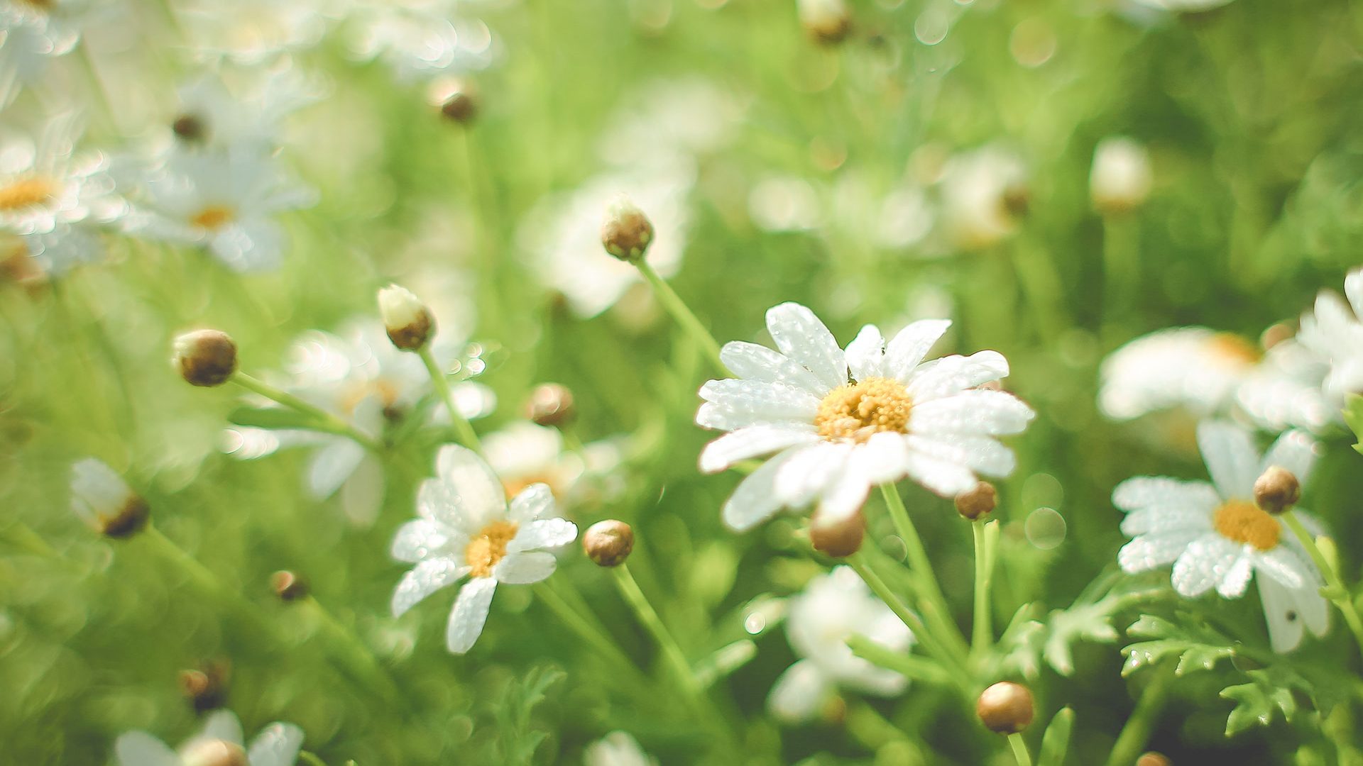 Digital Photography Vs Film Photography: The Great Debate 2